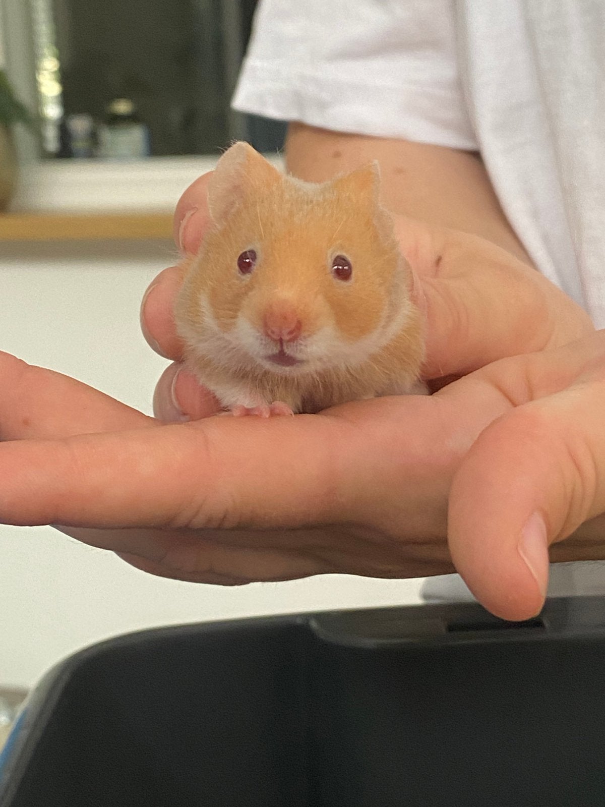 Goudhamsters baby’s, Hamster, April, Meerdere dieren, Tam