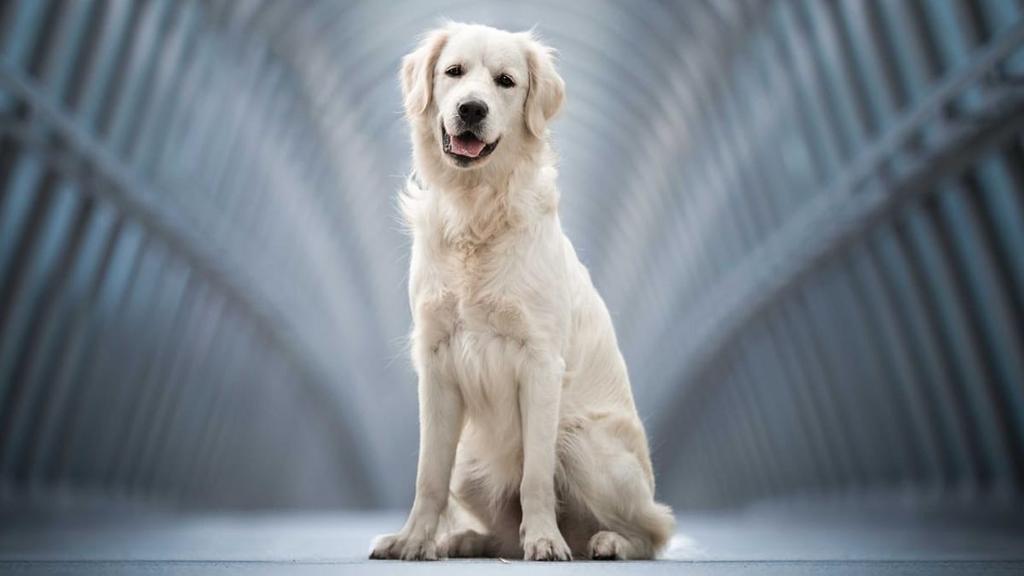 Golden retriever gezocht 1-3 jaar, 1 tot 2 jaar, Teef, Eén hond, Nederland