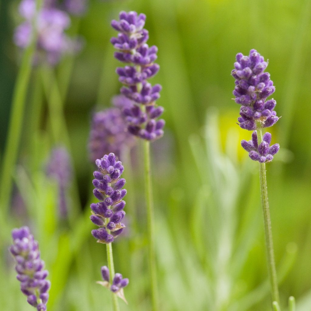 Zaden lavendel (Lavandula angustifolia), Ophalen of Verzenden, Voorjaar, Volle zon, Zaad