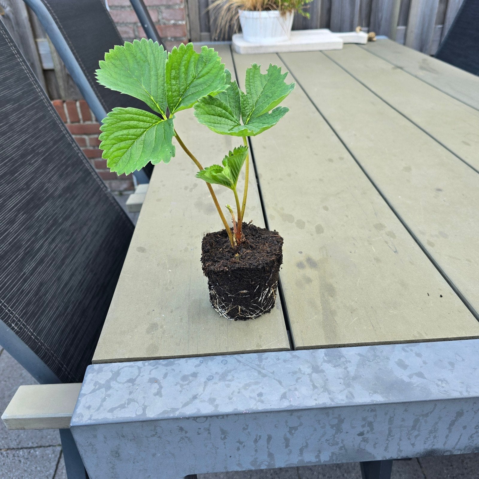 aardbeien stekken magnum, Tuin en Terras, Ophalen of Verzenden, Minder dan 100 cm, Overige soorten, Zomer