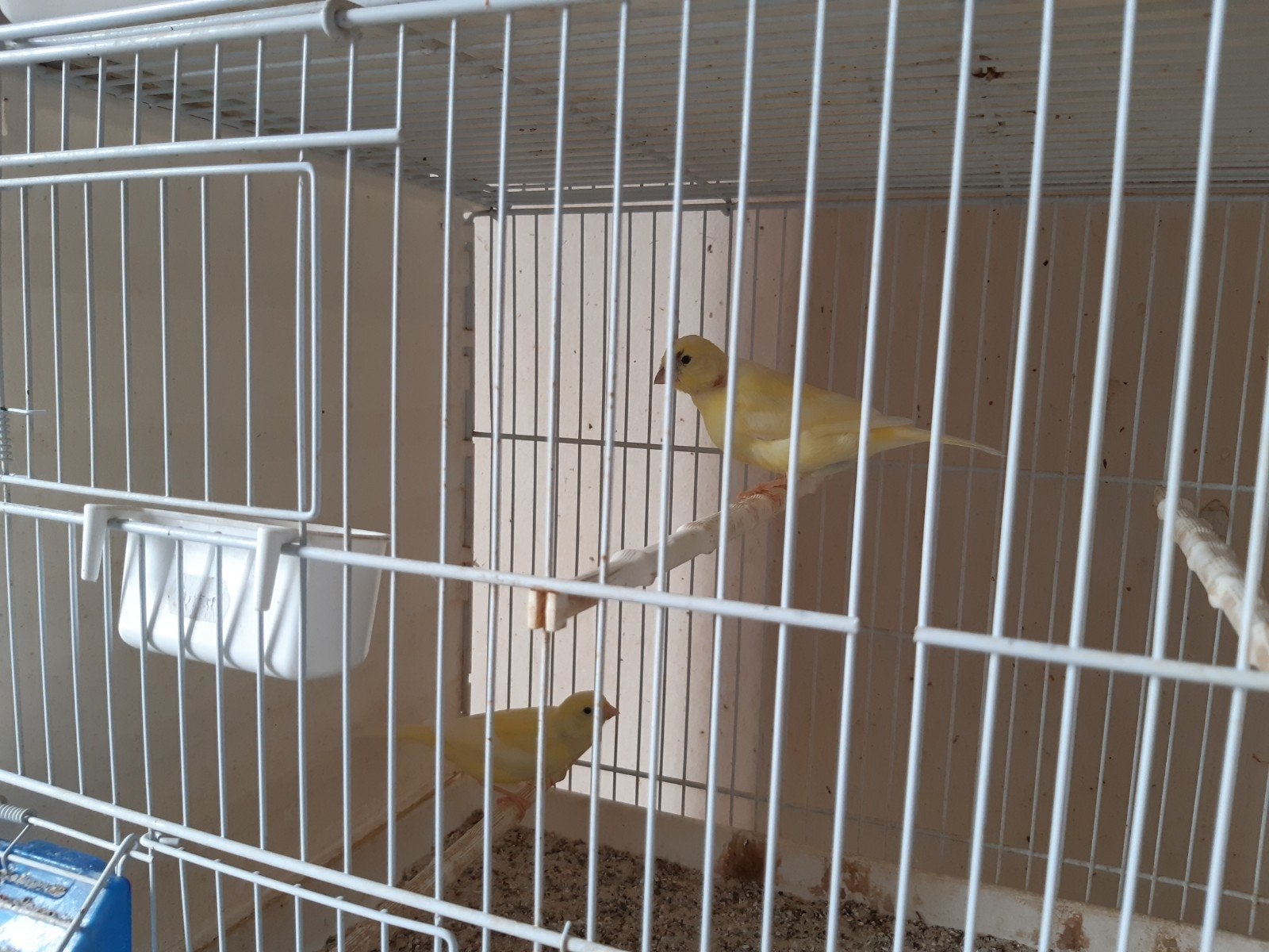 Kanaries, Meerdere dieren, Kleurkanarie
