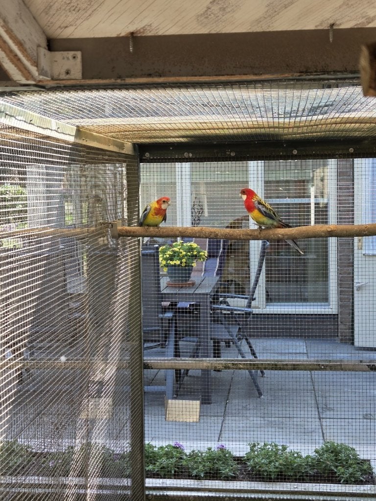 Australische parkieten, Dieren en Toebehoren, Meerdere dieren, Parkiet, Geringd