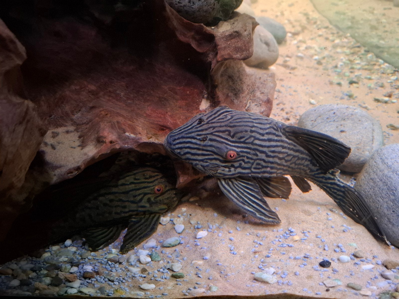 Panaque nigrolineatus L190 ~ 25 cm, Dieren en Toebehoren, Vissen | Aquariumvissen, Vis