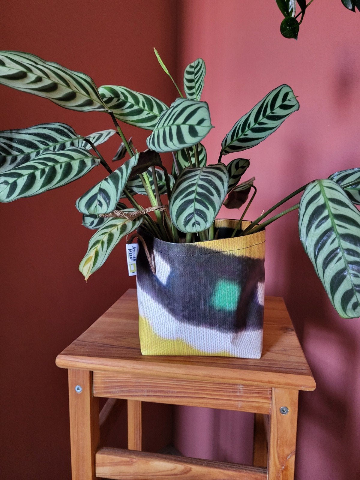 Kamerplant Calathea, Ophalen, Halfschaduw, Minder dan 100 cm