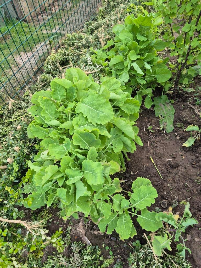 Eeuwig durend moes, splijtkool,vergeten groente, Ophalen, Eenjarig, Groenteplanten, Volle zon
