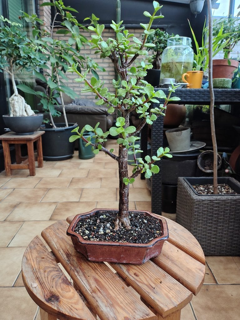 Portulacaria afra, Huis en Inrichting, Ophalen, Vetplant, In pot, Minder dan 100 cm