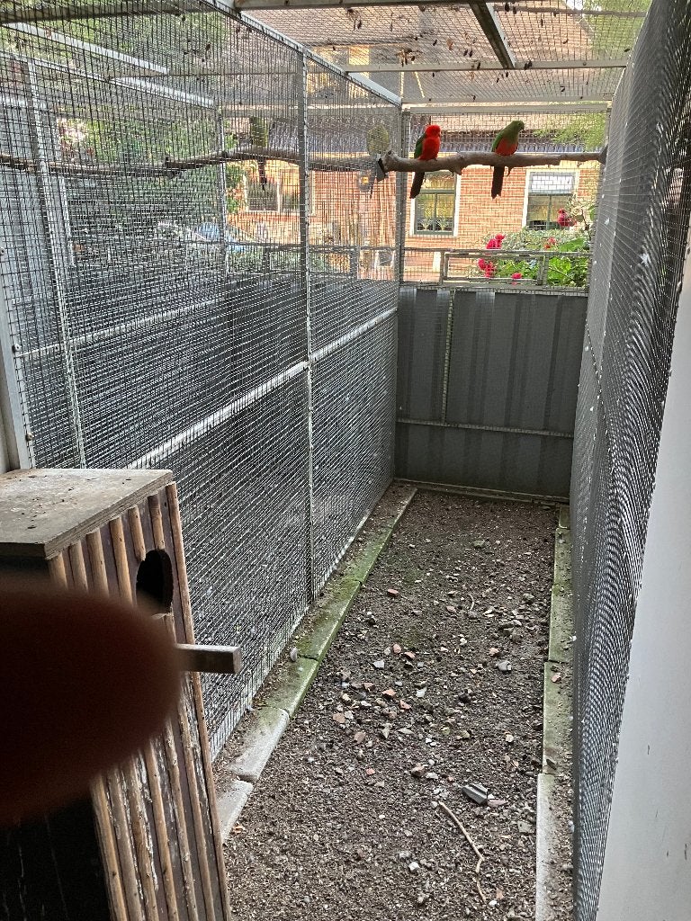 Koningsparkieten en kans split blauwe bergparkieten, Meerdere dieren, Parkiet