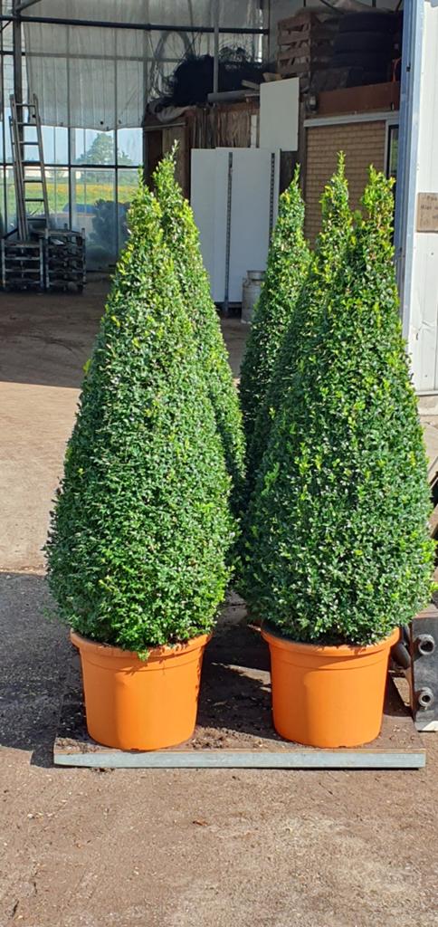 Buxus pyramiden in verschillende maten, Ophalen, Buxus, Minder dan 100 cm