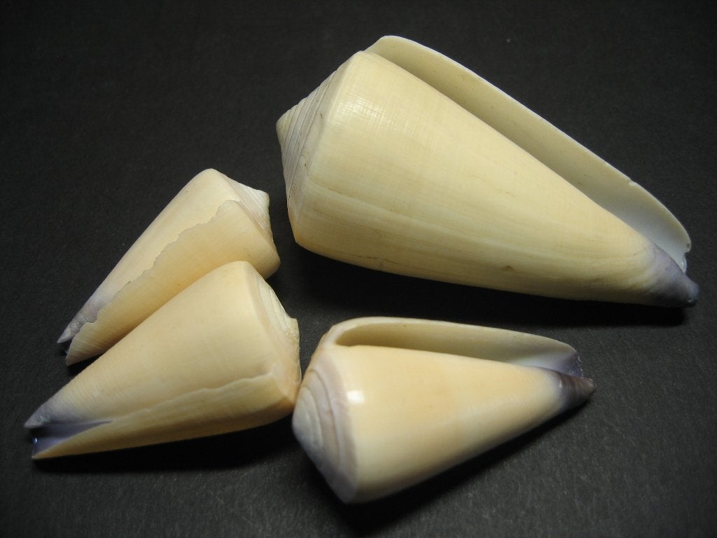 Schelpen: Conus virgo  Linnaeus, 1758., Ophalen of Verzenden, Schelp(en)