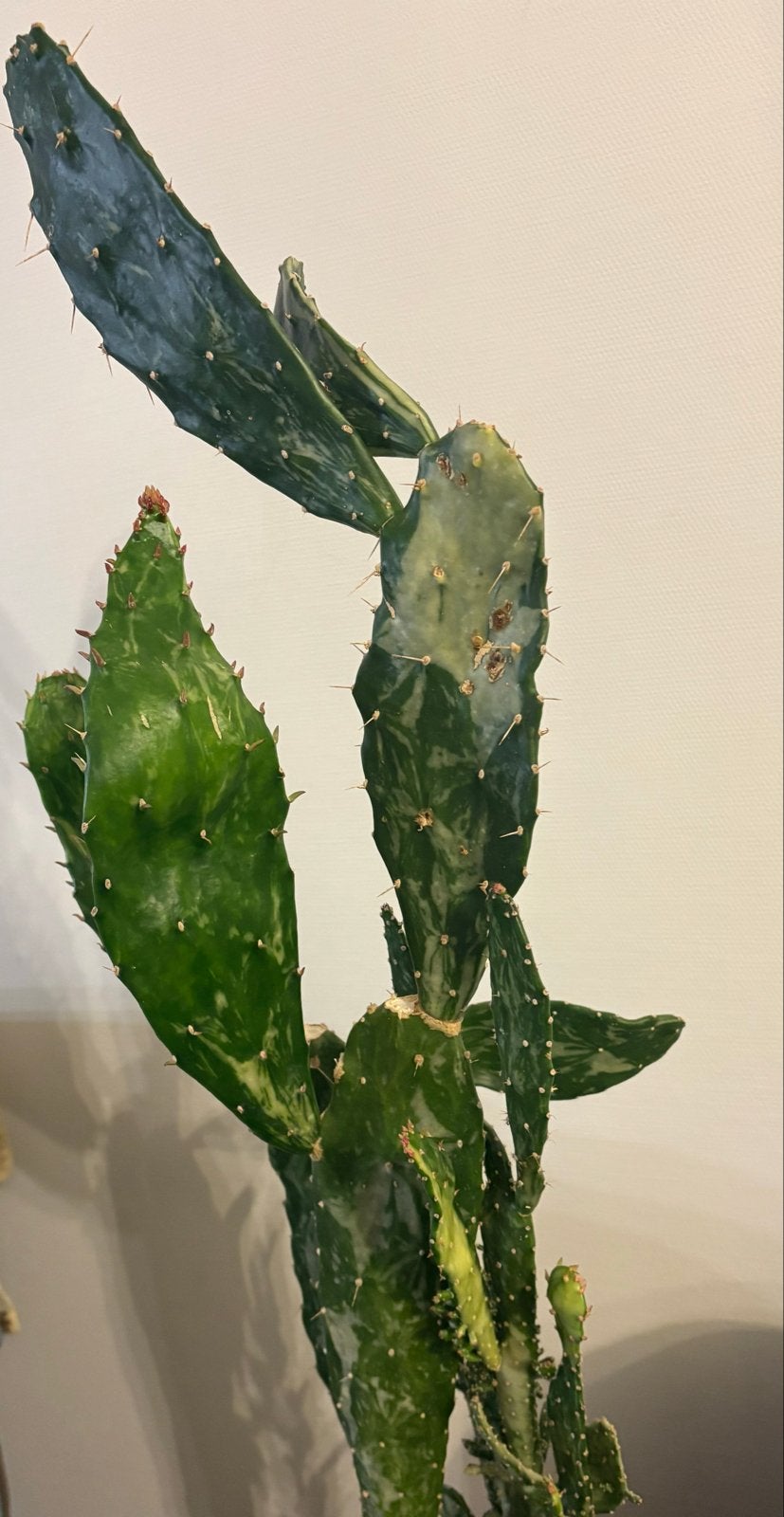 Grote Opuntia cactus - onderhoudsvriendelijke plant, Volle zon, Vaste plant, Bloeit niet, Ophalen