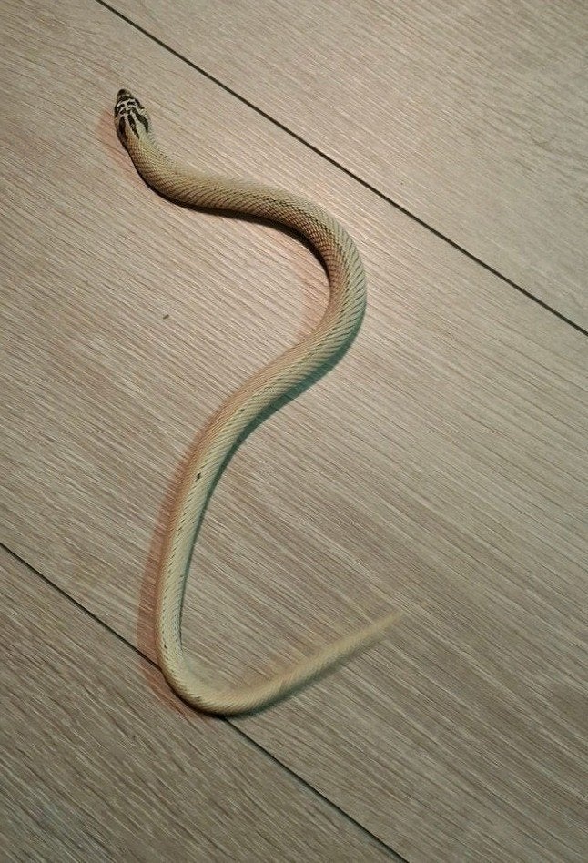 Hognose Exhantic Skullface Hognose Snake - male for sale from T