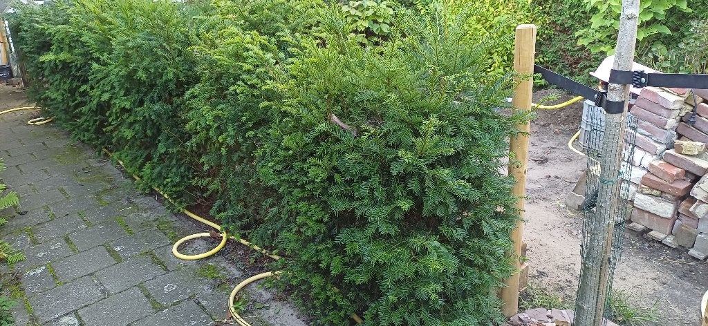 Taxus heg, Ophalen, Bloeit niet, Overige soorten, Volle zon