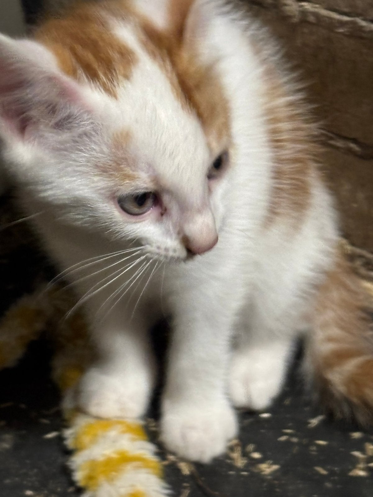 Super lieve aanhankelijke kittens, Meerdere dieren, Ontwormd