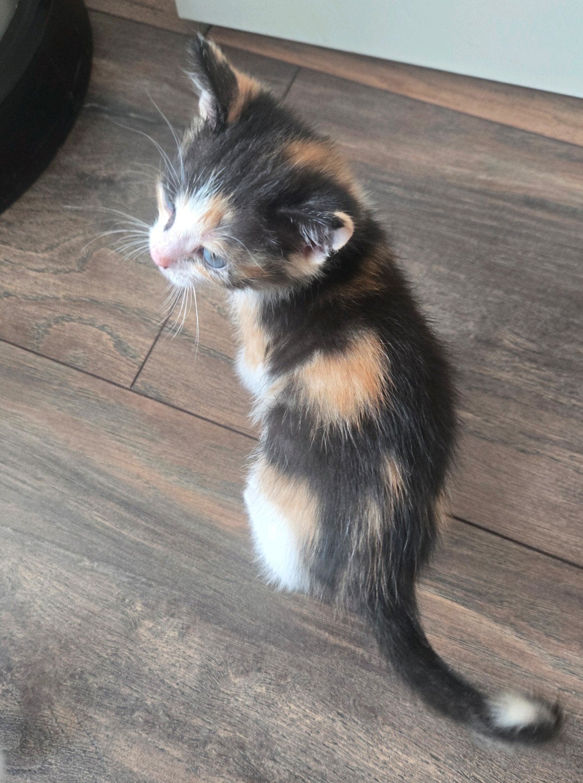 Prachtige kittens, Meerdere dieren
