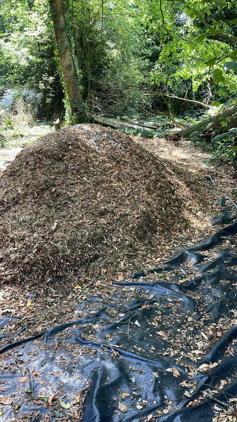 Houtsnippers van Es, Els en Conifeer, Tuin en Terras, Haardhout, 6 m³ of meer, Ophalen, Essenhout, Takken