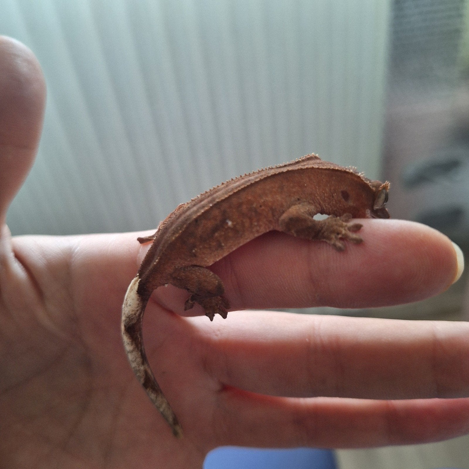 wimpergekko phanthom Crested Gecko photo 3