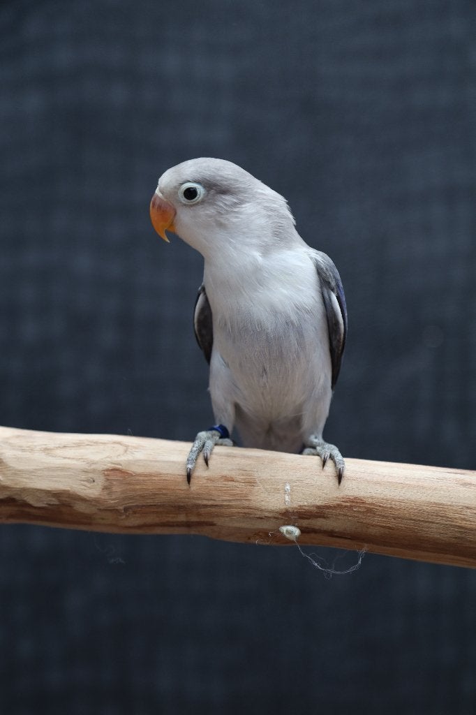 Jonge Baby Agapornis | Fischeri | Div. Kleuren | Handtam, Dieren en Toebehoren, Meerdere dieren, Dwergpapegaai of Agapornis, Pratend