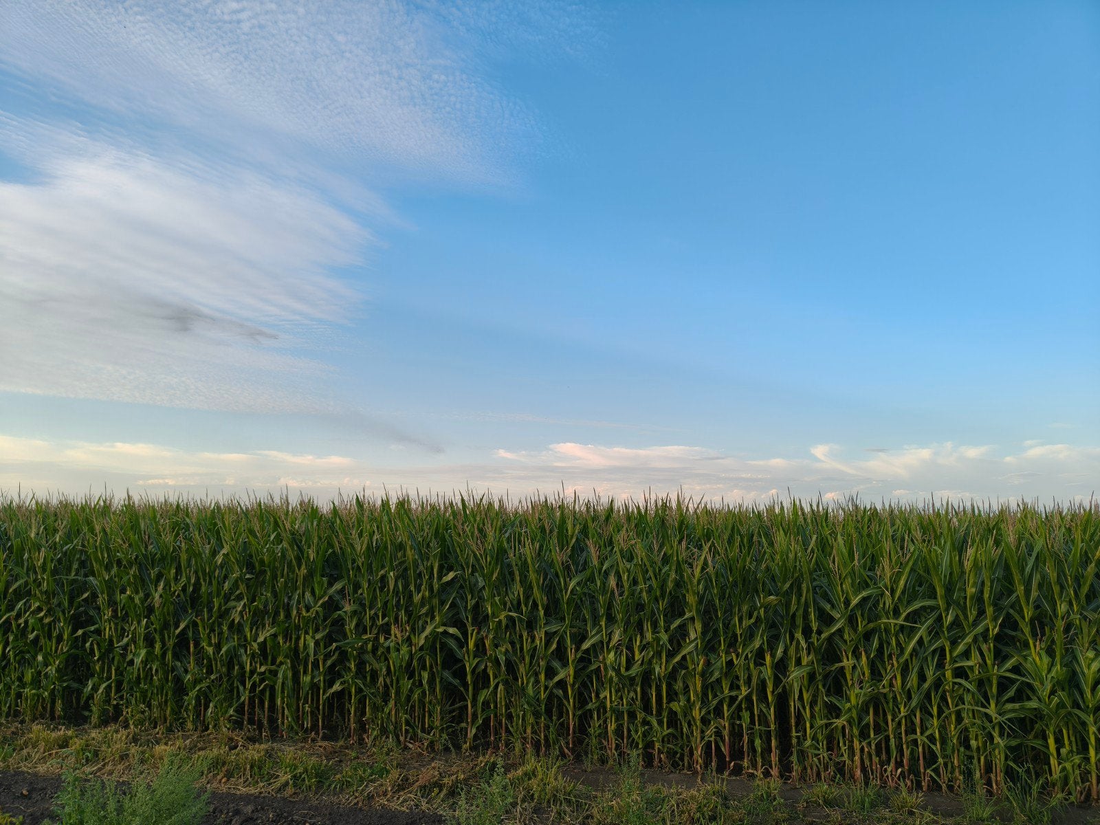 5,8 ha mais (dubbeldoel), Ophalen, Vee