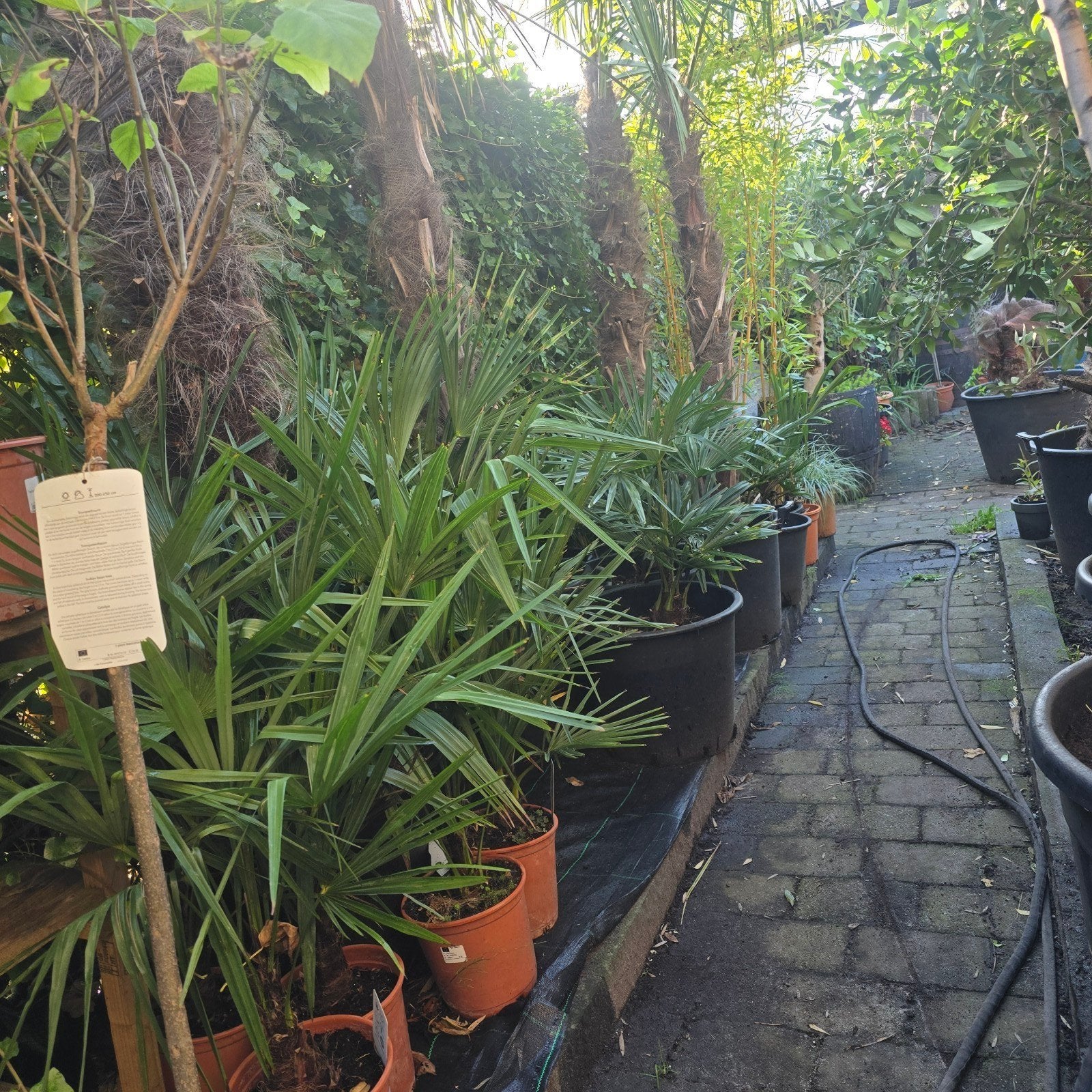 trachycarpus fortunei  al vanaf  €17.50, Tuin en Terras, Ophalen of Verzenden, Nieuw
