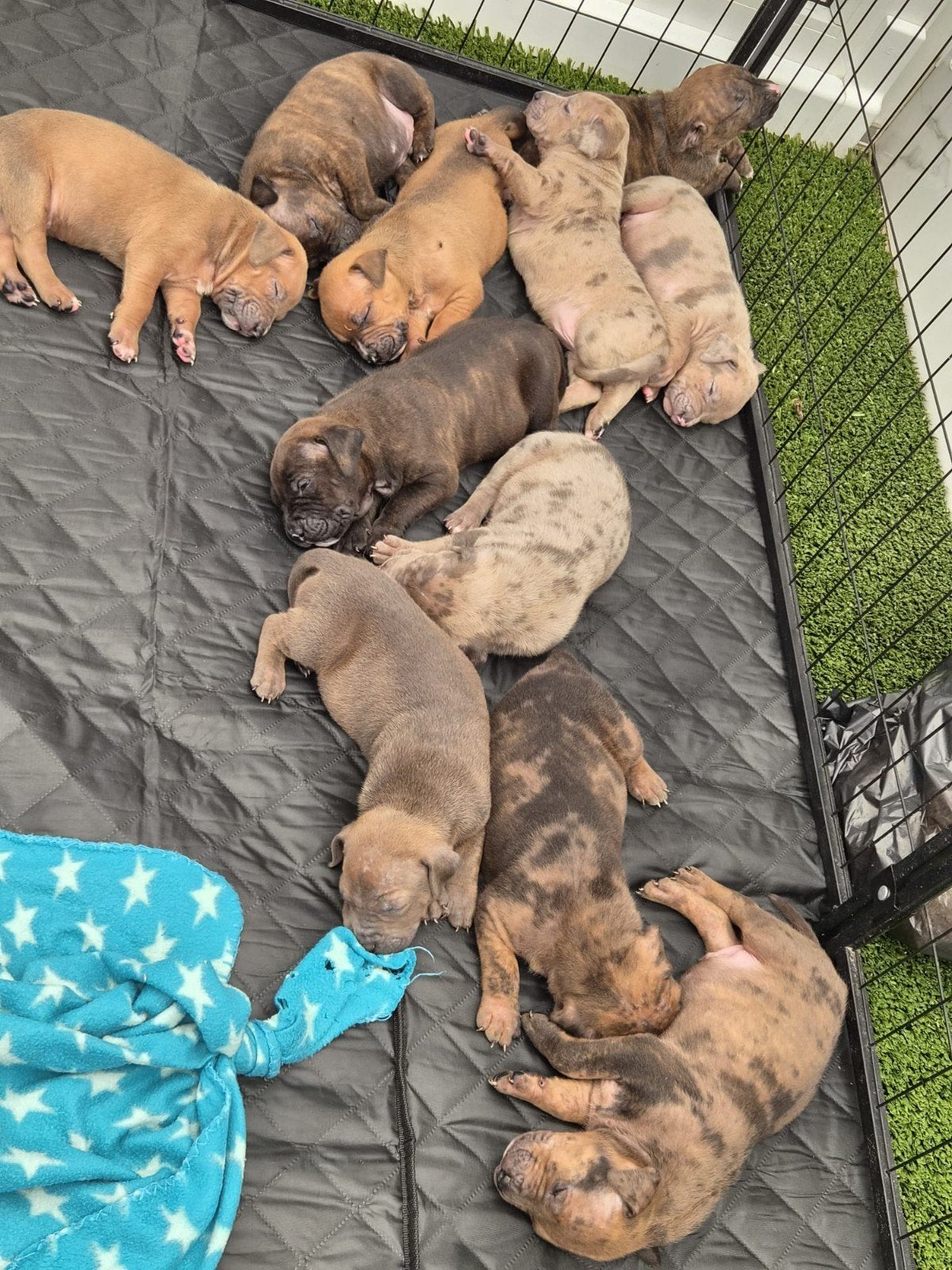 super mooie bully xl pups nog 3 flinke teefjes mogen weg, Dieren en Toebehoren, Bulldog, Meerdere, Meerdere dieren, Nederland