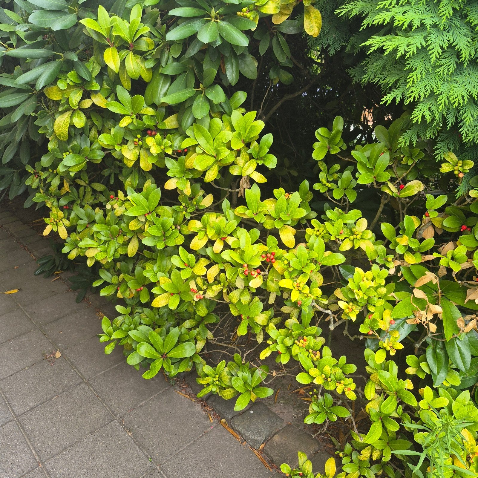 Gratis Skimmia Japonica planten zelf uitgraven, Ophalen