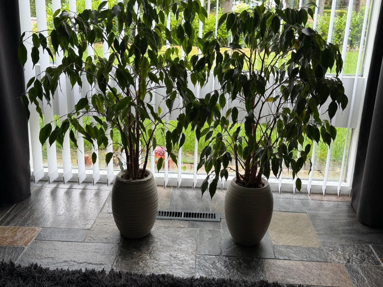 2 Kamerplanten Ficus Benjamin inclusief potten, Ophalen, Ficus, Halfschaduw, Minder dan 100 cm
