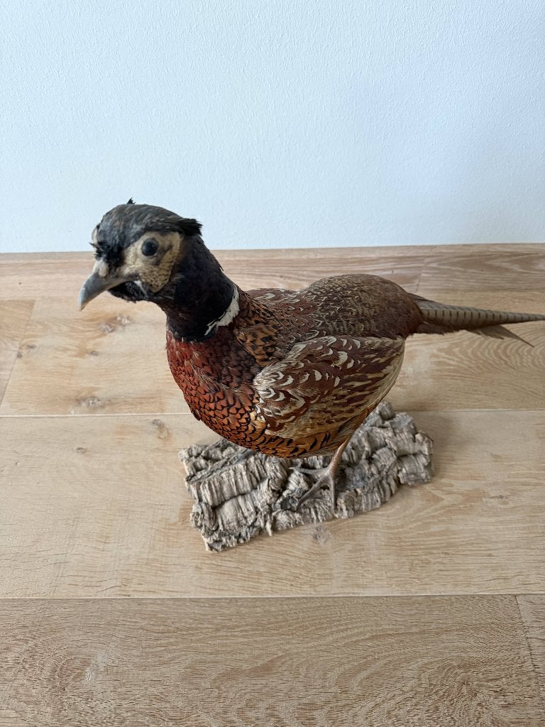 decoratief en uniek Opgezette fazant, Ophalen, Natuurlijk materiaal, Bruin, Gebruikt