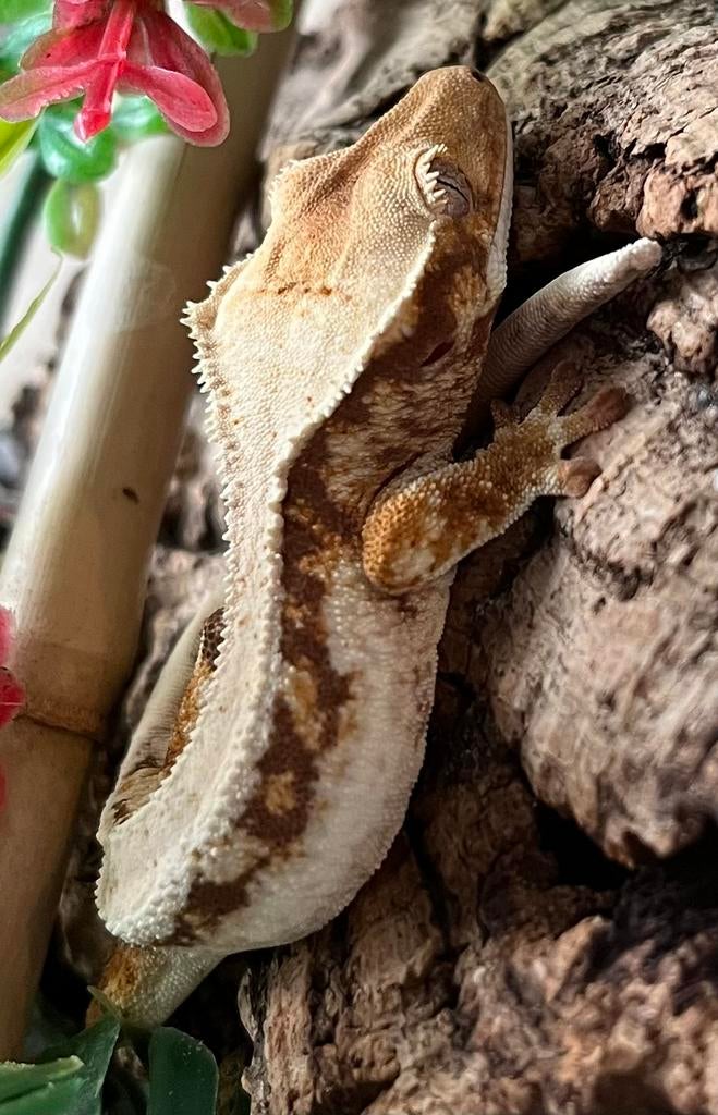 Tricolor Lilly white wimpergekko, ciliatus, Dieren en Toebehoren, Reptielen en Amfibieën, Hagedis, 0 tot 2 jaar