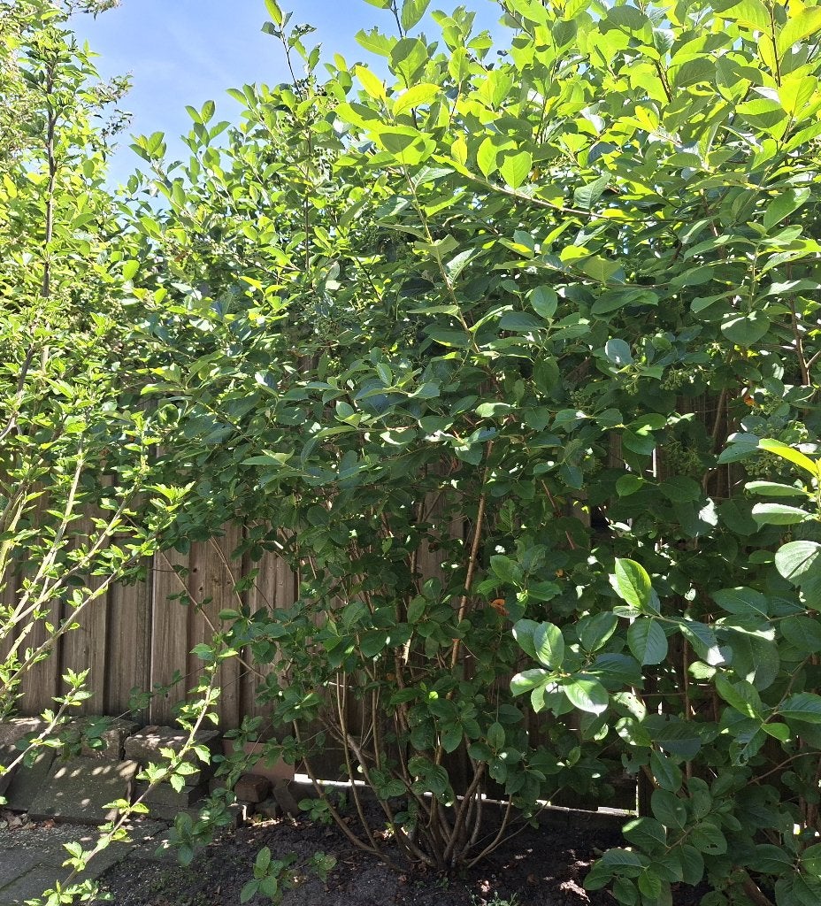 Grote struik zwarte appelbes (Aronia Melanocarpa), Ophalen, Overige soorten, Struik, 100 tot 250 cm