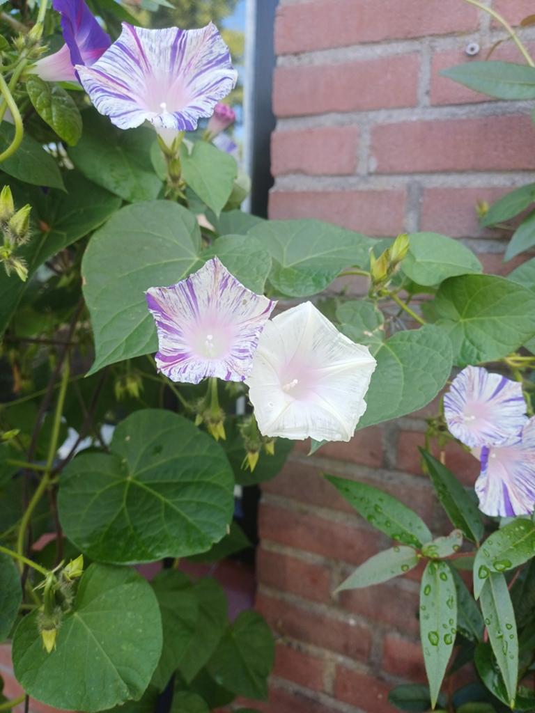 Ipomoea Mix grandpa ott en venice purple, Ophalen of Verzenden, Voorjaar, Volle zon, Zaad