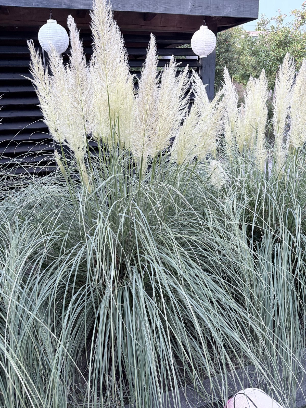 50 Pampas pluimen - Drogen mooi in!, Volle zon, Vaste plant, Siergrassen, Ophalen of Verzenden