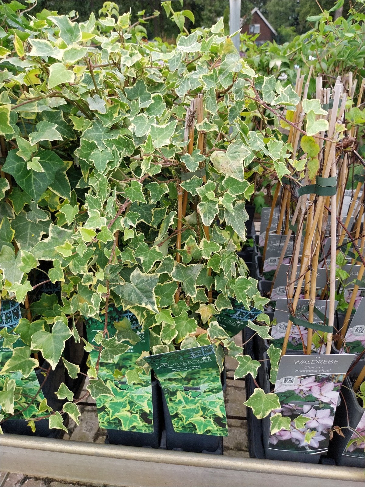 Hedera Goldchild - Klimop met geelgroene bladeren, Ophalen, Vaste plant, Bloeit niet, Halfschaduw