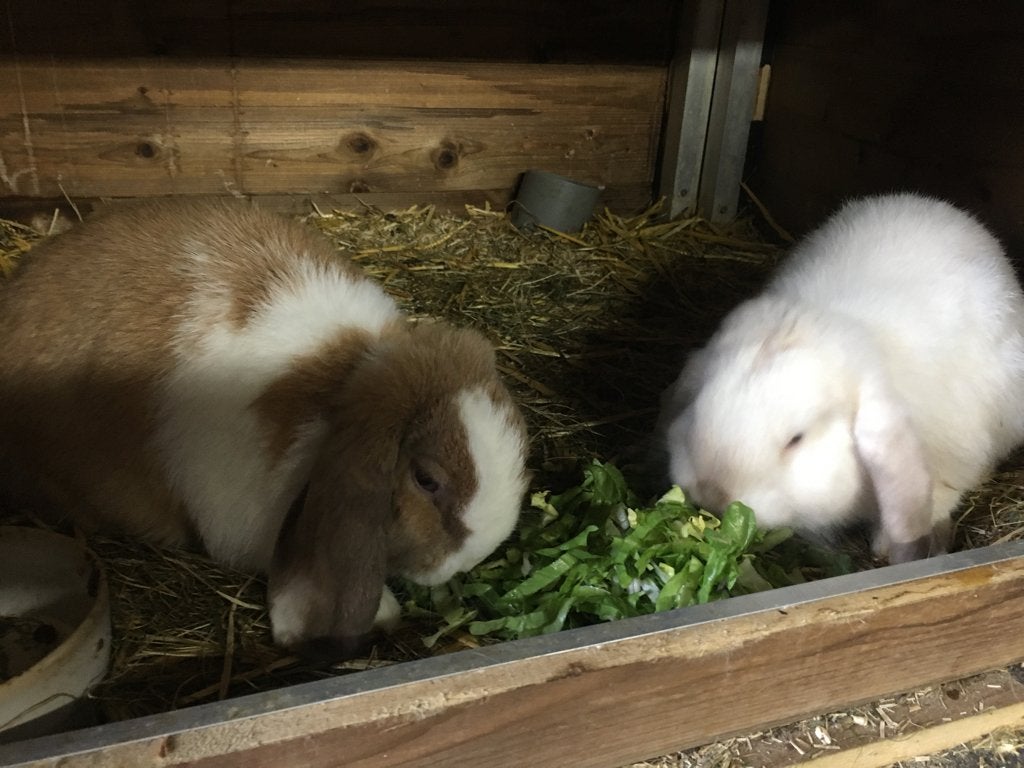 Minilop xNHD, koppeltje ,blauwe ogen !, Dieren en Toebehoren, Meerdere dieren, Dwerg, Hangoor, 0 tot 2 jaar