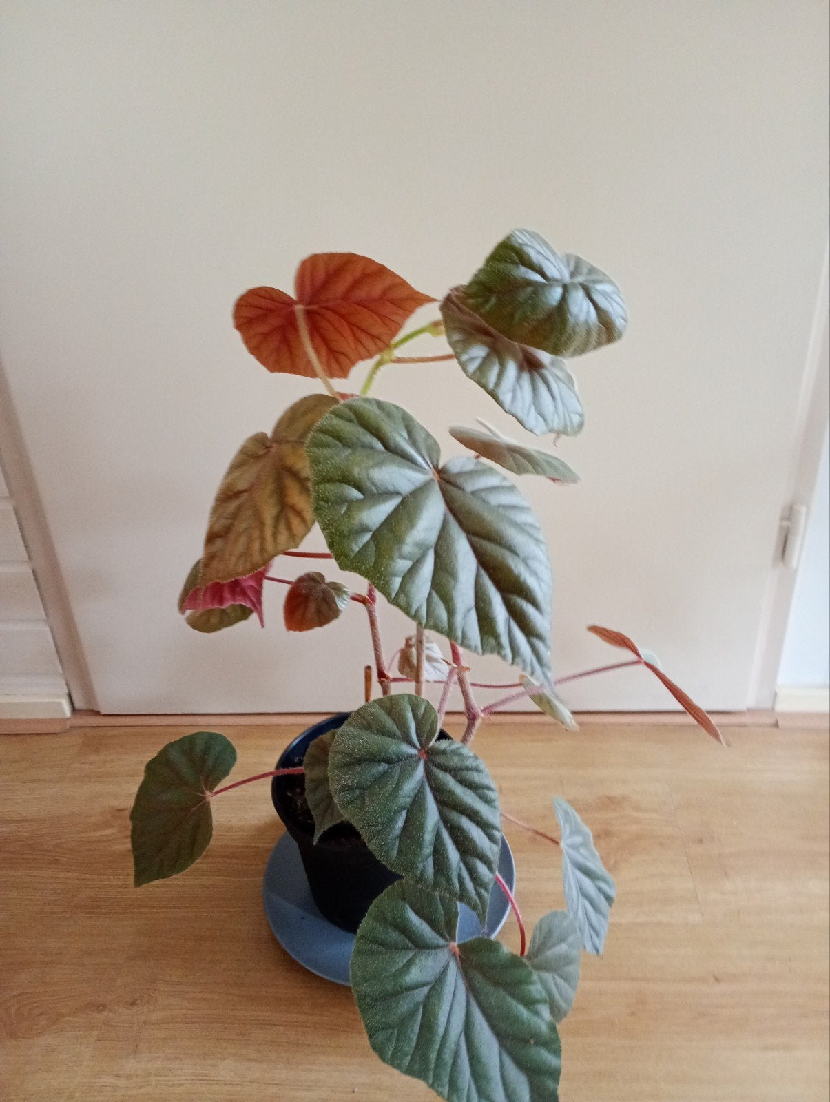 Begonia Oldermor (Varkensoor) twee kamerplanten 75-90 cm H., Ophalen, Overige soorten, Halfschaduw, Minder dan 100 cm