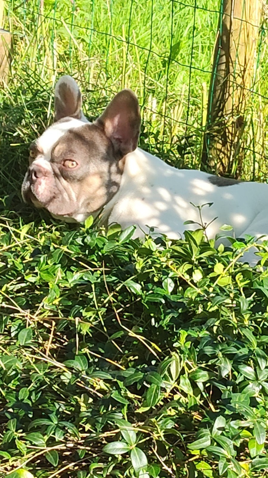 Voor de fok ,deze mooie Franse bulldog., Dieren en Toebehoren, Reu, Bulldog, Eén hond, CDV (hondenziekte)