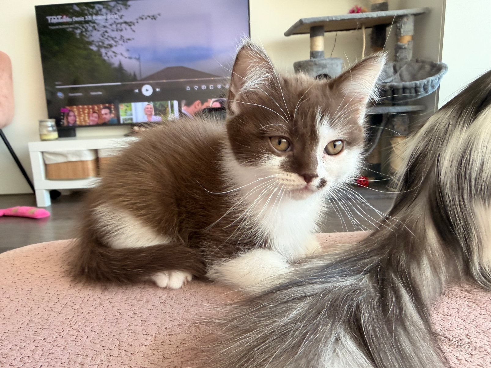 Kittens te koop! Mogen per direct weg, Dieren en Toebehoren, Meerdere dieren, Gechipt