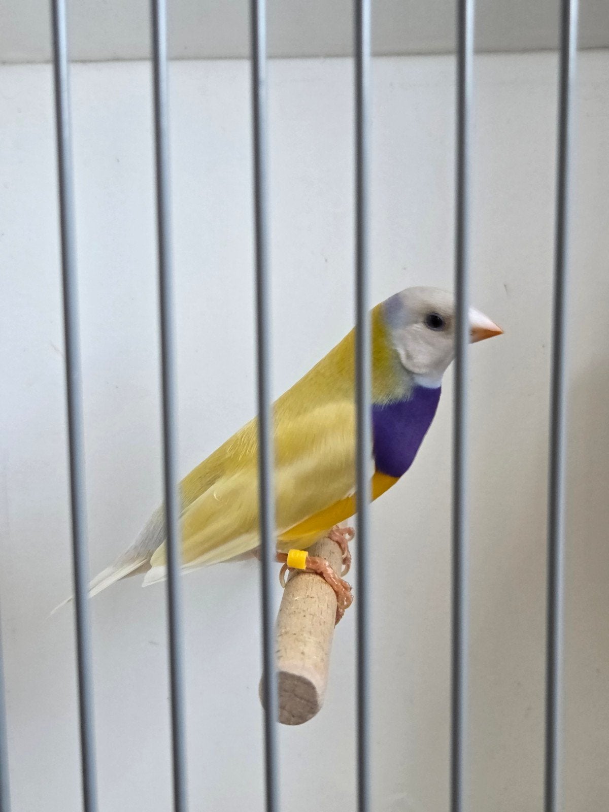 10x Gouldamadine (prijs per koppel), Dieren en Toebehoren, Meerdere dieren, Tropenvogel, Geringd