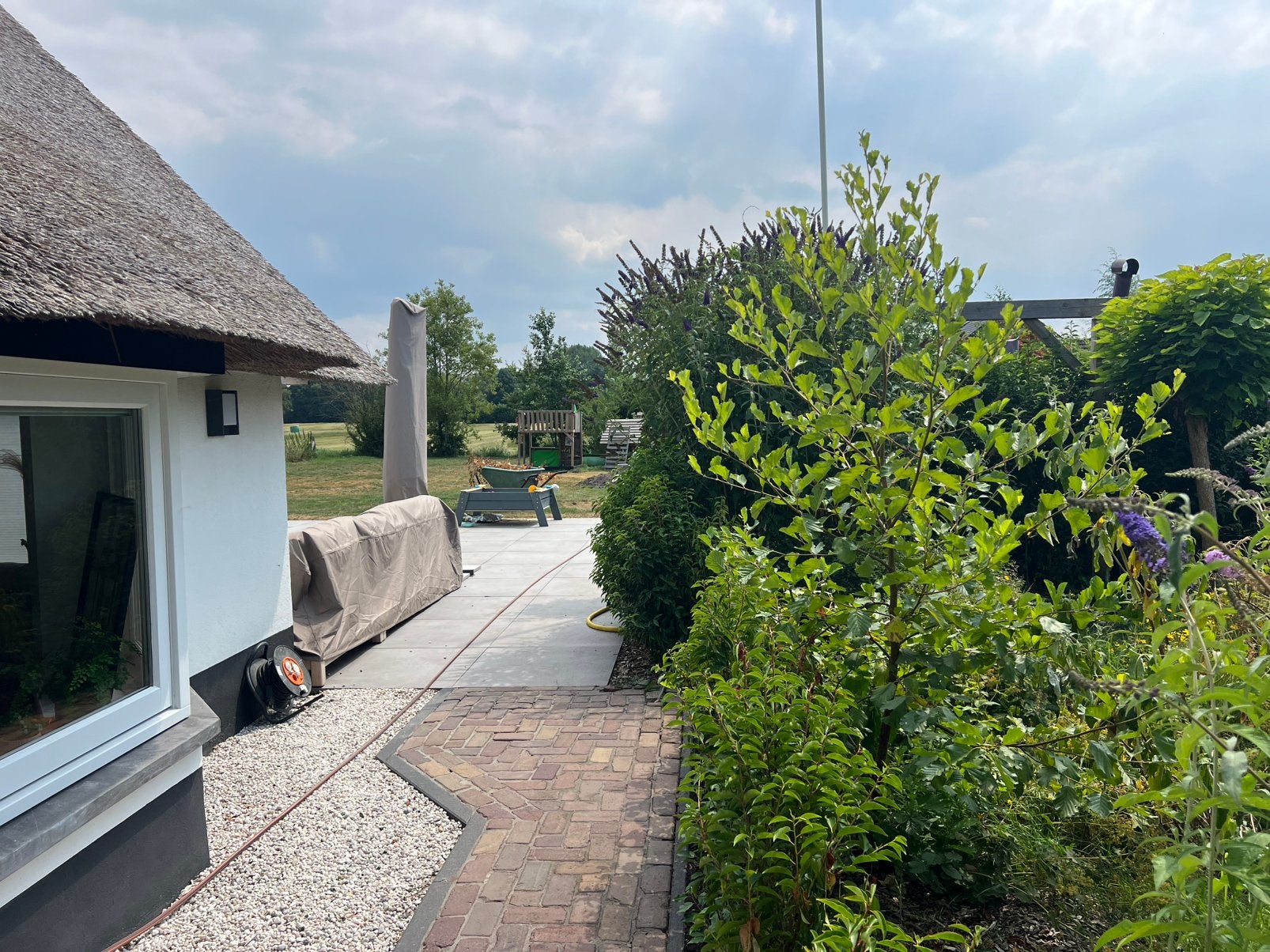Els / elzenboom 250cm, Ophalen