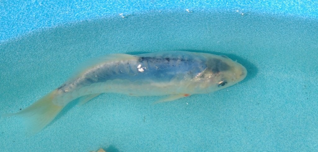 Koi 18 20cm, Karper of Koi