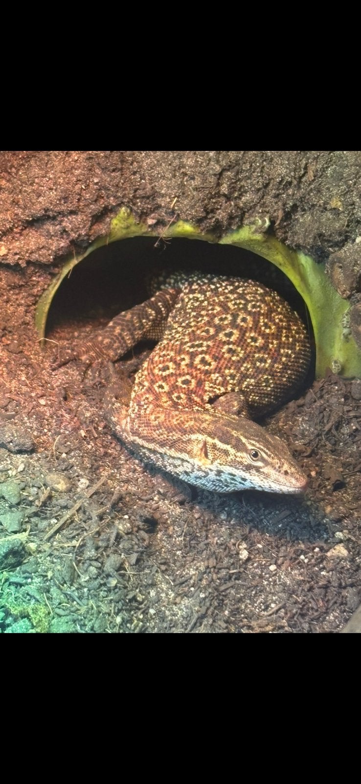 Ackiemonitor/stekelstaartvaraan - tam, jong & nieuwsgierig Monitor Lizard photo 4