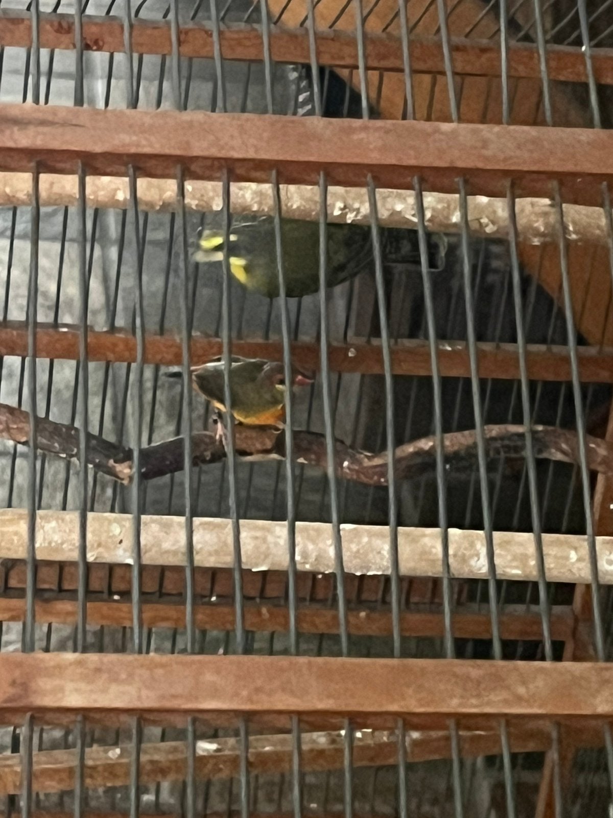 Te koop prachtig Goudbuikje en Mozambique sijsje, Dieren en Toebehoren, Mannelijk, Geringd