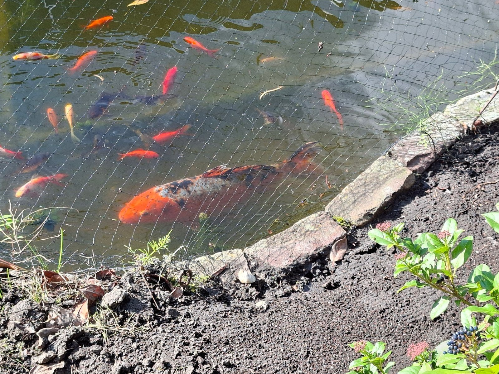 Koikarper en goudvissen. GRATIS!, Dieren en Toebehoren, Goudvis(sen)