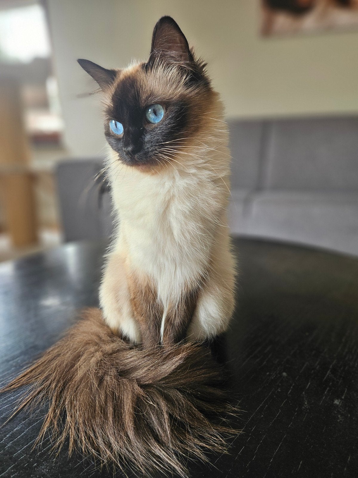 Ragdoll poes - 3 jaar, niet gesteriliseerd, Dieren en Toebehoren, Poes