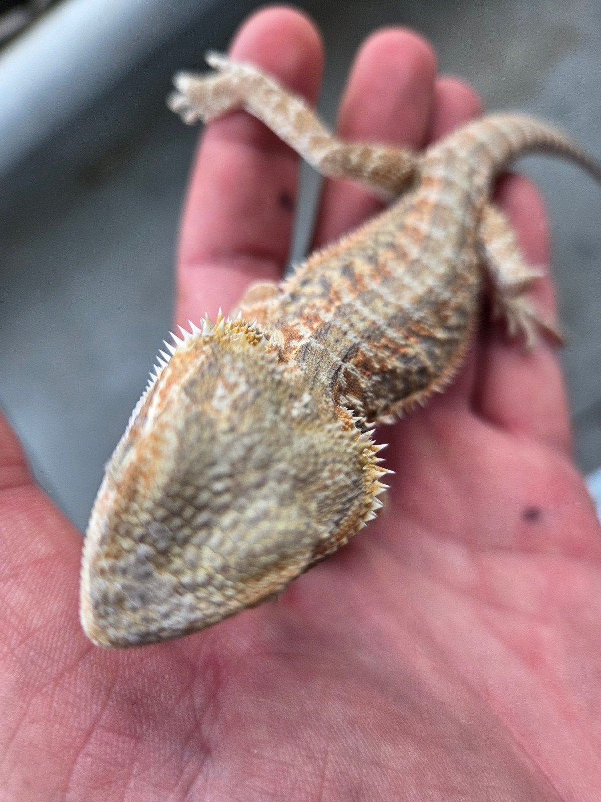 Baardagaam Pogona Vitticeps Red Orange Tiger Bearded Dragon photo 4