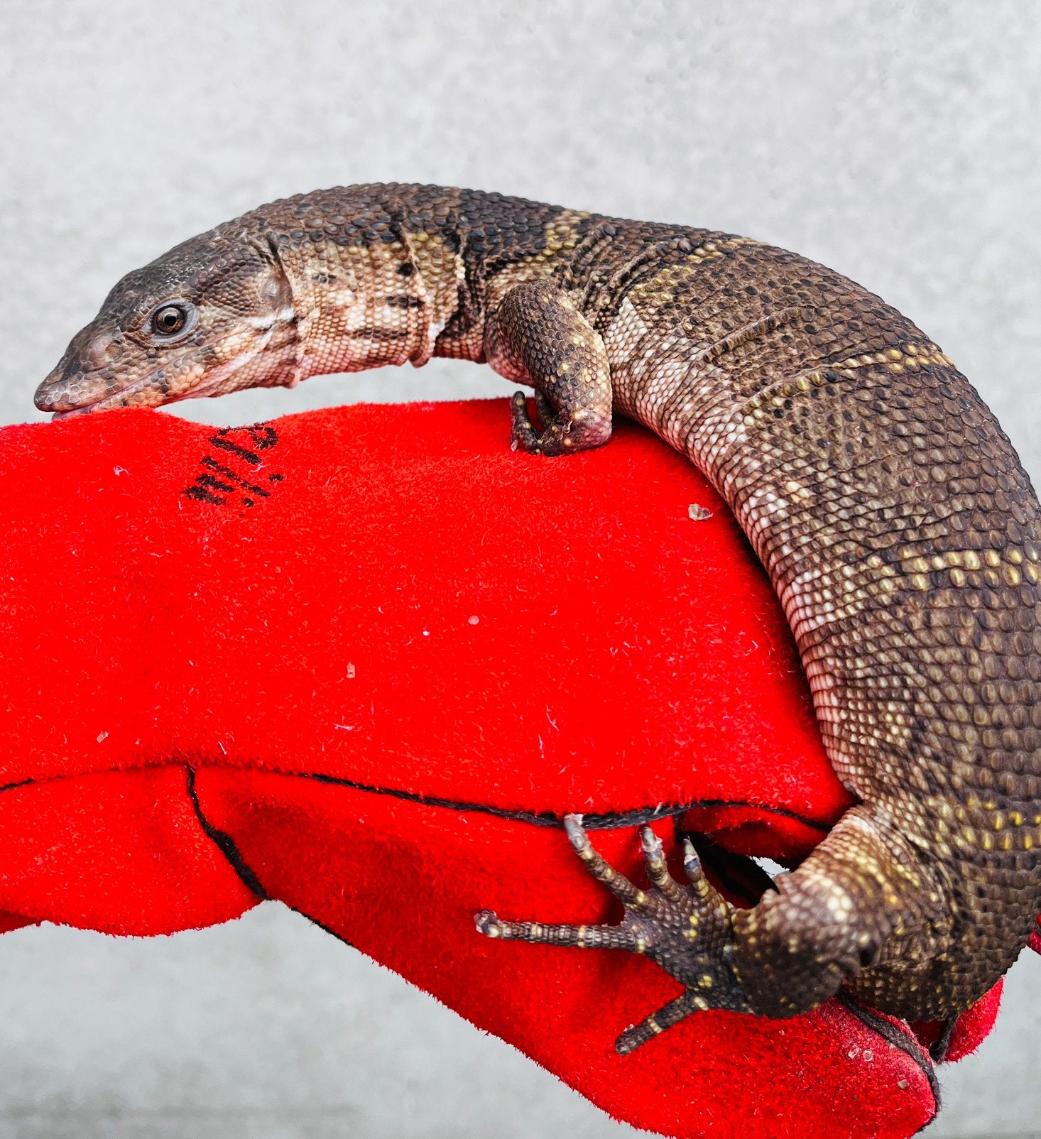 1,1 jong paar Varanus dumerilii, Dieren en Toebehoren, Amfibie, 0 tot 2 jaar