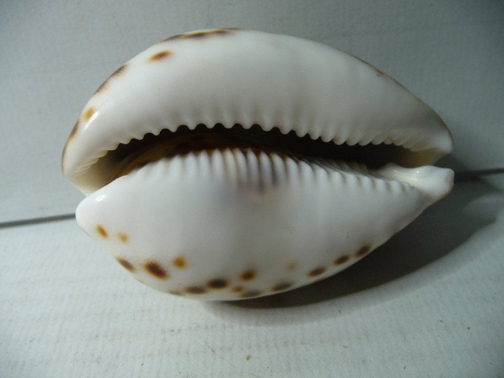 Mooie Cypraea tigris  of tijgerkauri, Ophalen of Verzenden, Schelp(en)