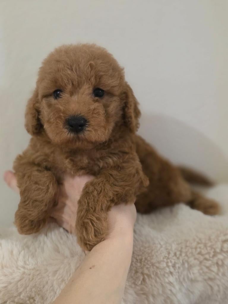 Toypoedel pups, Dieren en Toebehoren, Parvo, Overige rassen, 8 tot 15 weken, Meerdere