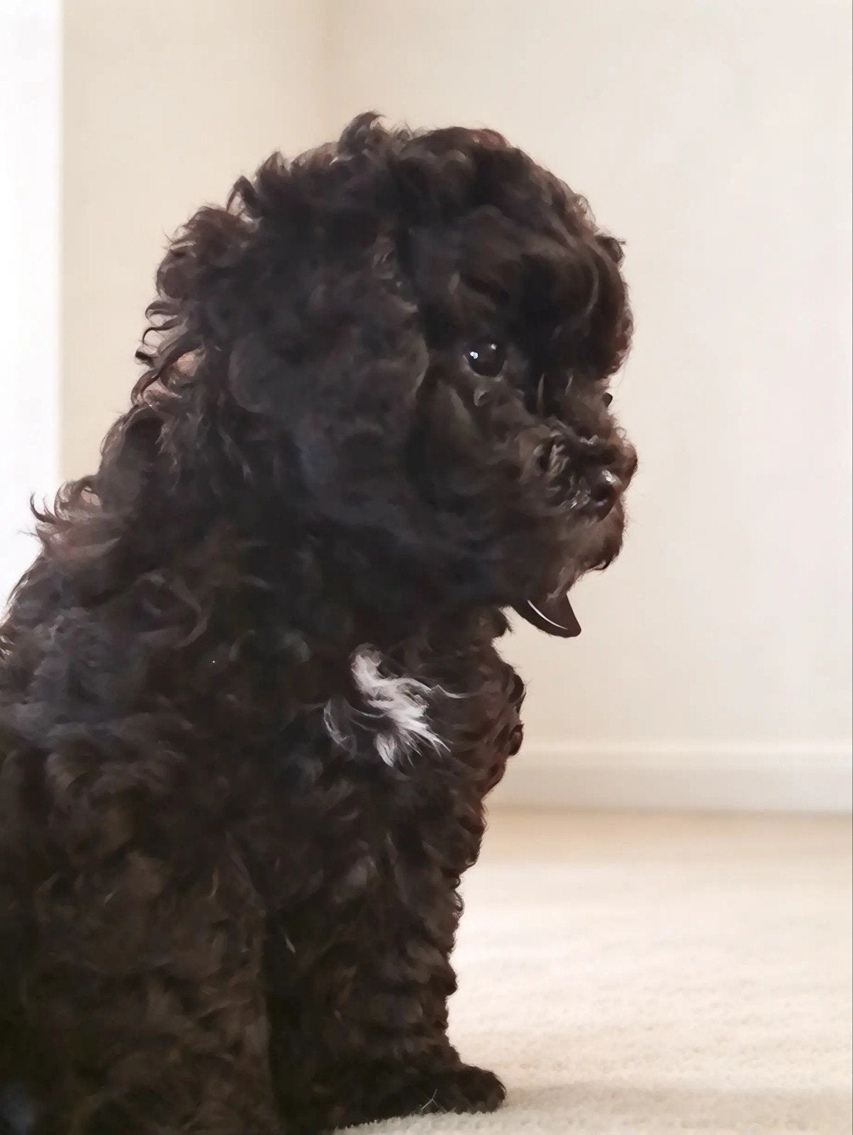 ️ 💙💙 YORKIPOO REUTJES 💙💙, Dieren en Toebehoren, Overige rassen, 8 tot 15 weken, CDV (hondenziekte), Meerdere