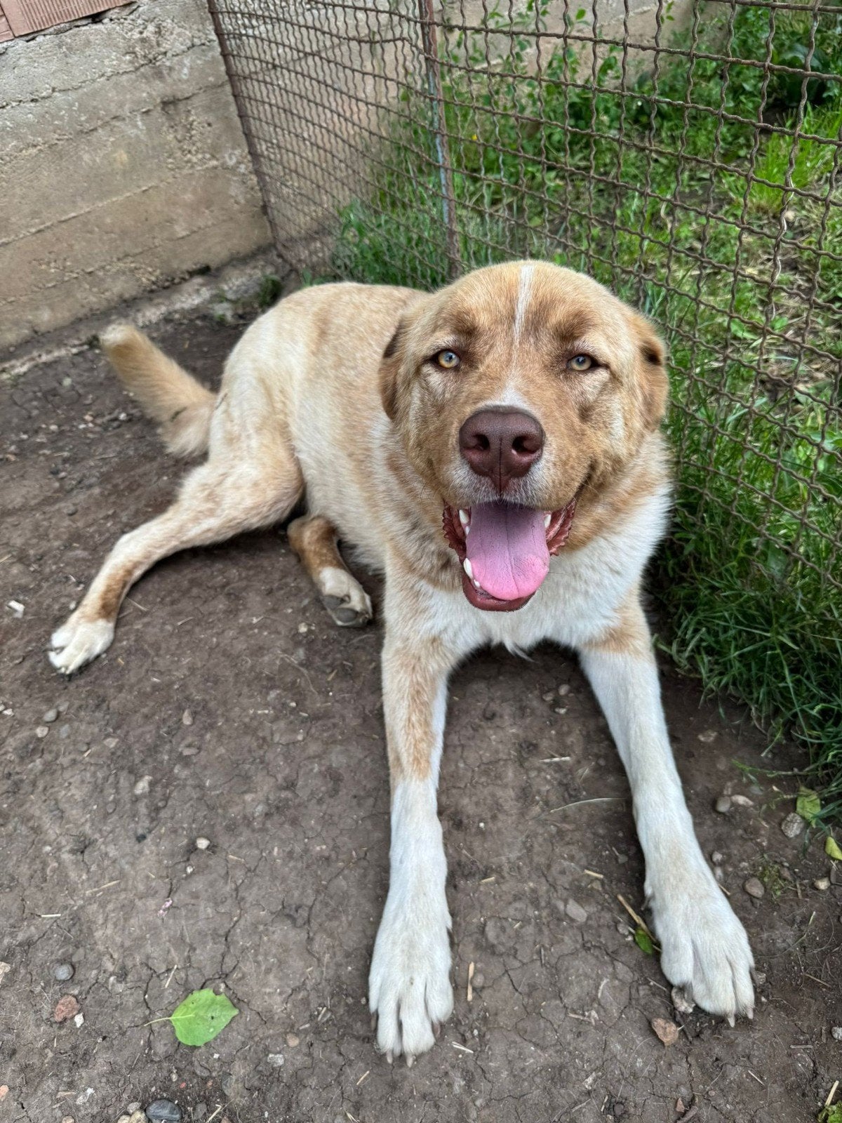 Bruno is ter adoptie!, Dieren en Toebehoren, Honden | Niet-rashonden, 1 tot 2 jaar, Buitenland, Eén hond, Reu