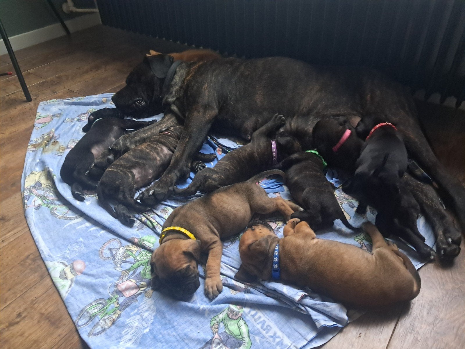 Prachtige Cane Corso x Cane corso/ Bull Mastief pups, Overige rassen, 8 tot 15 weken, Meerdere, Meerdere dieren